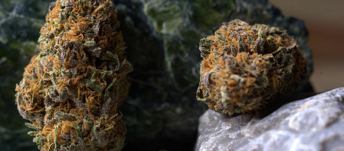 marijuana bud closeup